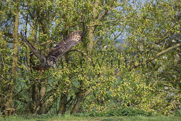 0804_R_3_0570_z