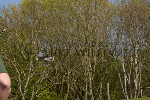 0804_R_3_0715_z